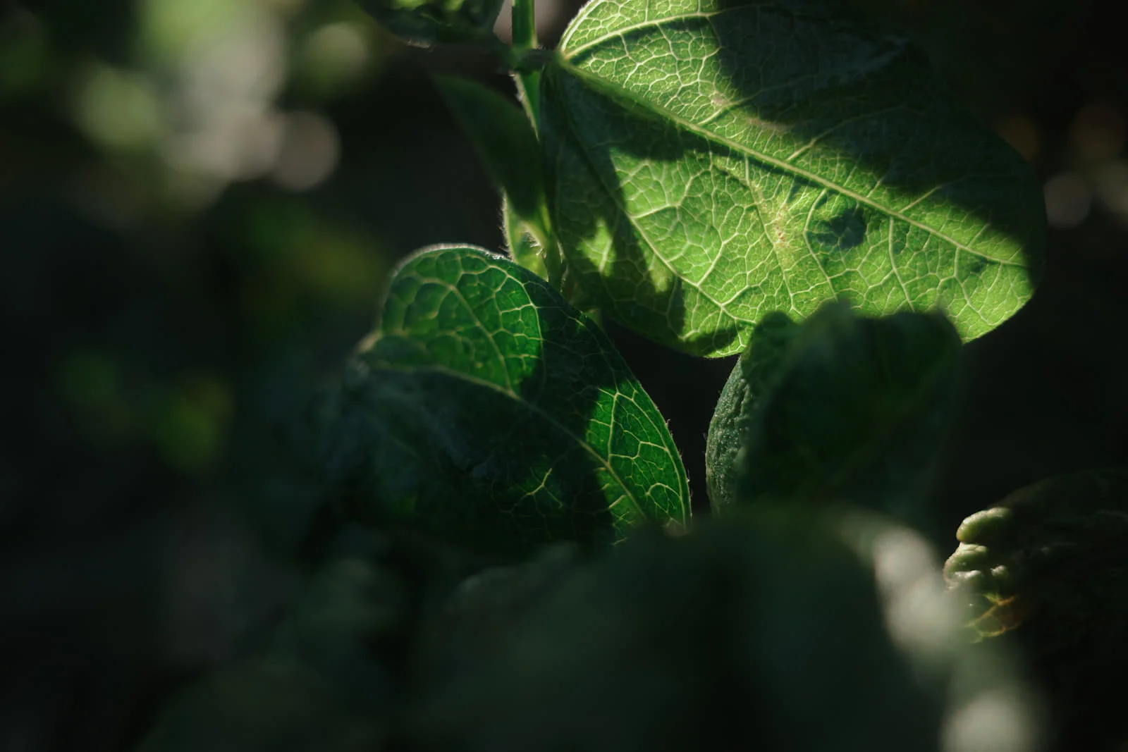 Ricoh GR III | 28mm f/2.8